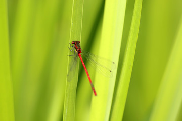 Frühe Adonislibelle