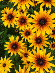 Fototapeta na wymiar Floral background - yellow flowers.