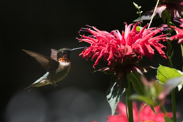 Hummingbird