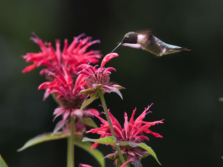 Hummingbird