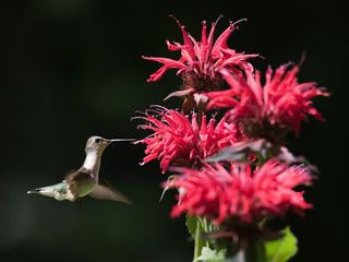 Hummingbird