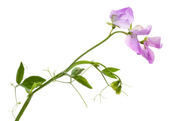 Flowers of sweet pea, isolated on white background - 163304443