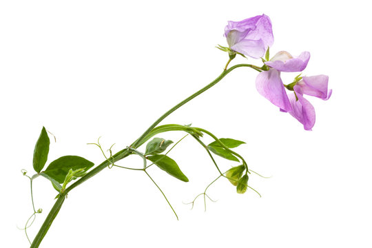 Flowers Of Sweet Pea, Isolated On White Background