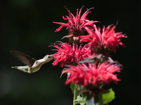 Hummingbird