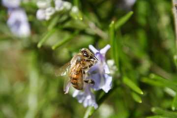 Honey Bee on a Rosemary Flower
