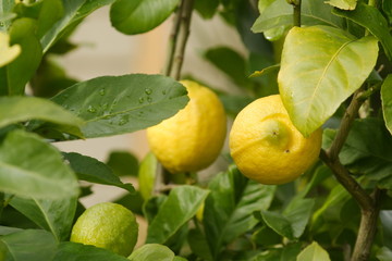 Eureka Lemons on the tree