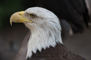 bald eagle