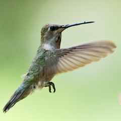 hummingbird 3