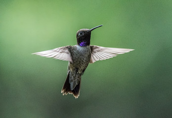 hummingbird 1