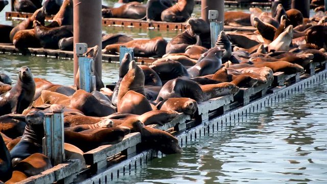 View of Sea Lions on a dock in Astoria, Oregon