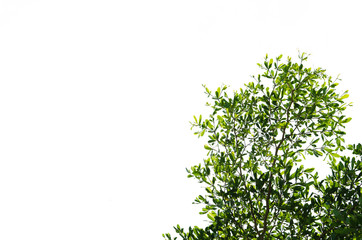 Leaves white background