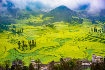 Canola field on plantation spiral with morning fog in Luoping, China. - 163306602