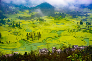 Canola field on plantation spiral with morning fog in Luoping, China.