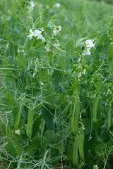 Erbsenstrauch © Eileen Kumpf