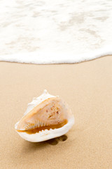 Large shell in sand on beach