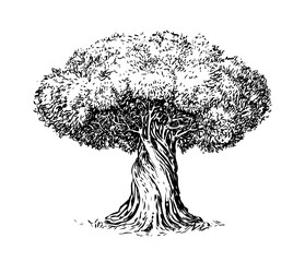 Olive tree old engraving. Ecology, environment, nature sketch. Vintage vector illustration