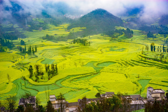 Canola field on plantation spiral with morning fog in Luoping, China. © Thitiphan