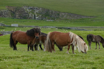Shetland ponies grazing 
