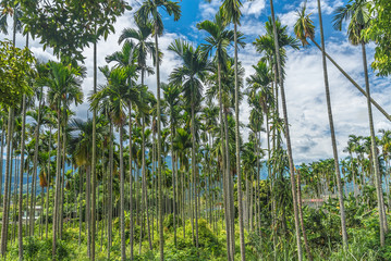 Areca palms field in Taiwan - lots of areca palms will destroy soil and water conservation