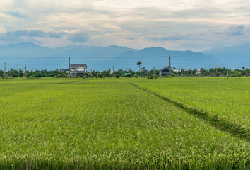 Paddy field in Taiwan