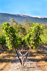 Naklejka premium Vineyard. Field of grape trees farm. Nature landscape of Provence