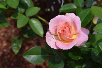 Pink Rose