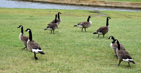 small flock of CANADIAN geese