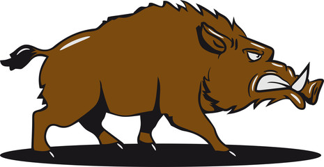 wildschwein cool böse witzig