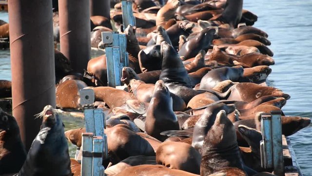 Closeup view of a  colony of sea lions on a dock in Astoria, Oregon