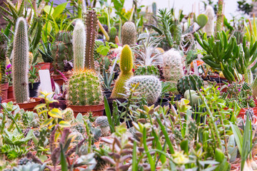 collection of different cactus on the market