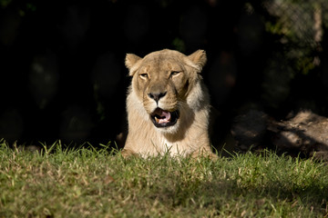 Fototapeta na wymiar lioness