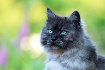Main-Coon
