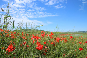Mohnfeld