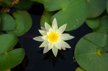 beautiful yellow lotus flower.