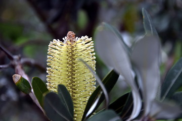 Closeup of a yellow bottle brush. Native australian flower orange bottle brush shrub flowering. Banksia ericifolia with orange flower.