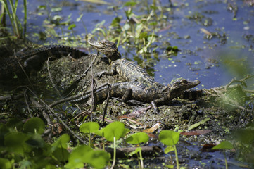 Baby Alligator