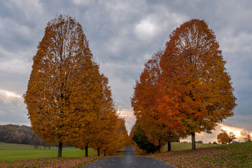 Fall Color Driveway