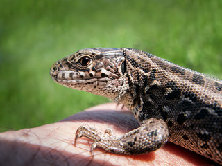 lizard the head in a profile on a green background
