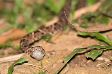 Danger Noodle