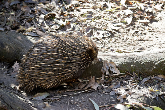echidna