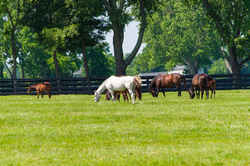 Horses at horse farm. Country landscape.