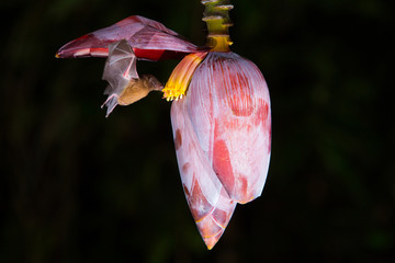 Bat on banana flower