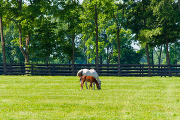 Naklejka premium Mare with her foal at horse farm.