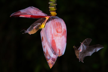 Two Bats!