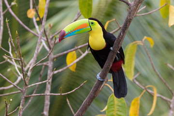 Toucan Sam