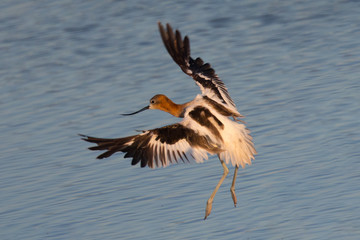 American avocet about landing in a North California marsh 