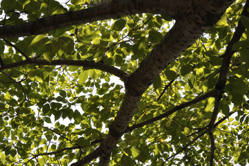 Obraz premium 夏のこずえ