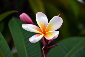 White frangipani tropical flower blooming on tree. Plumeria spa flower. Beautiful sweet yellow pink orange and white flower and fresh green leaves.