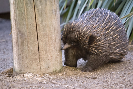echidna