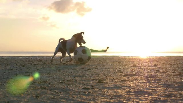 Jack Russell Terrier Dog Playing With Ball On Beach. Slow Motion. HD, 1920x1080. 